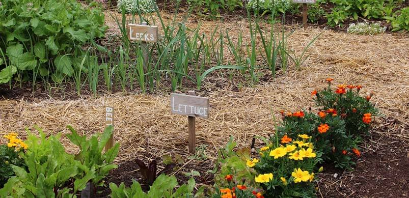 Labelled Flower Beds