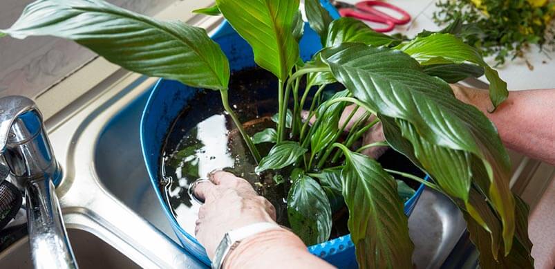 Plant Roots Being Soaked