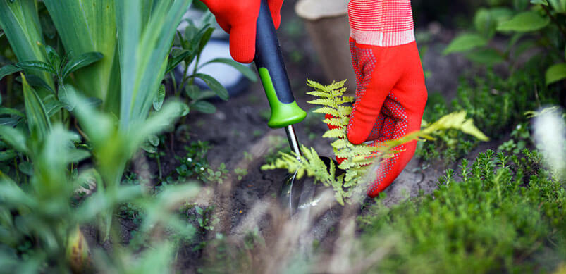 Hands Removing Weeds