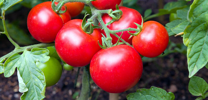 Ripe Tomatoes