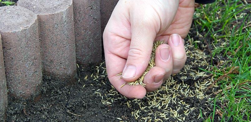 Hand Laying Grass Seeds